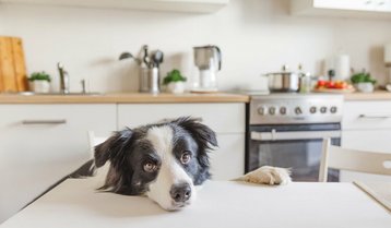 kueche-haustiere-haus-kochen-essen-07 Hund